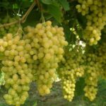Thompson Grapes