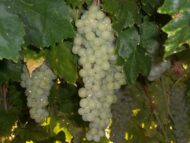 Perlet Grapes (Seedless) - Image 2