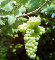 Perlet Grapes (Seedless) - Image 3
