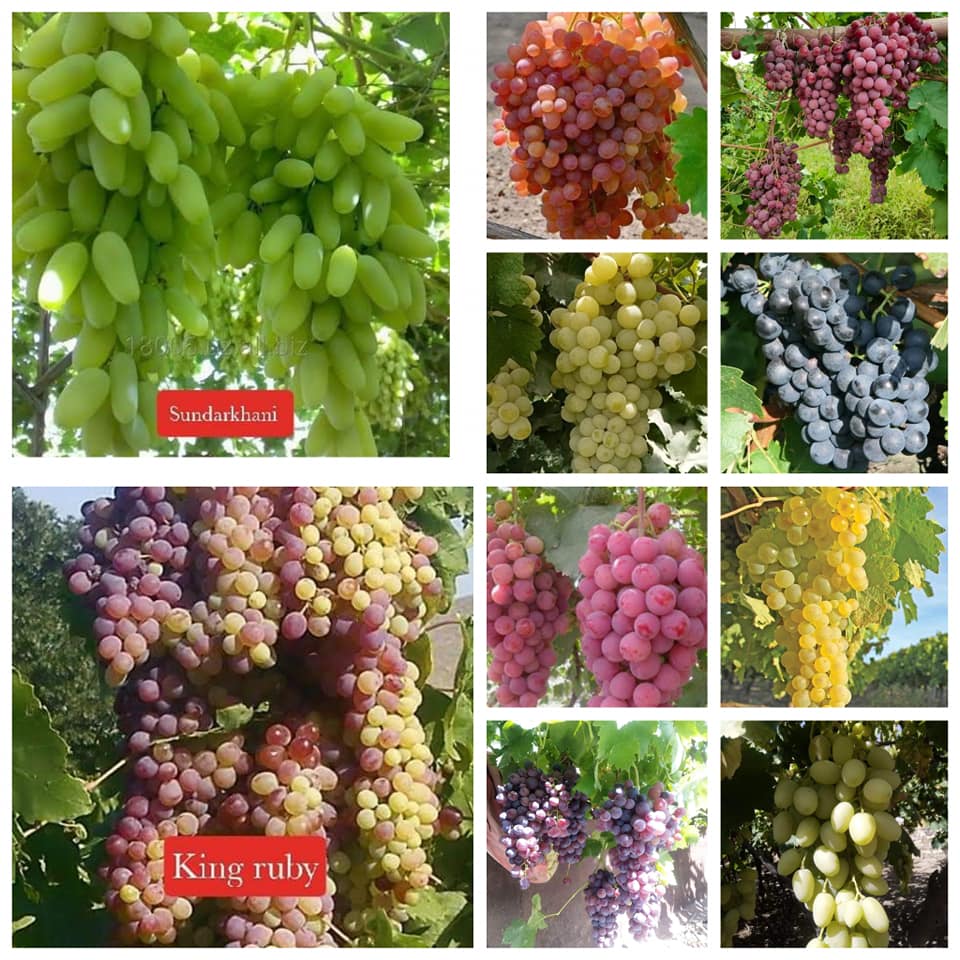 468808392_122152837802295576_474187711901745498_n