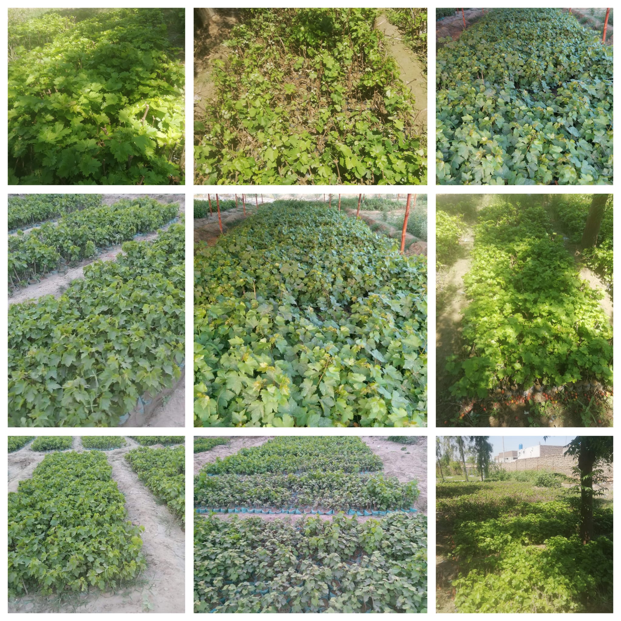 468903396_122152837226295576_2886583229769489694_n