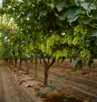 Thompson Grapes - Image 2