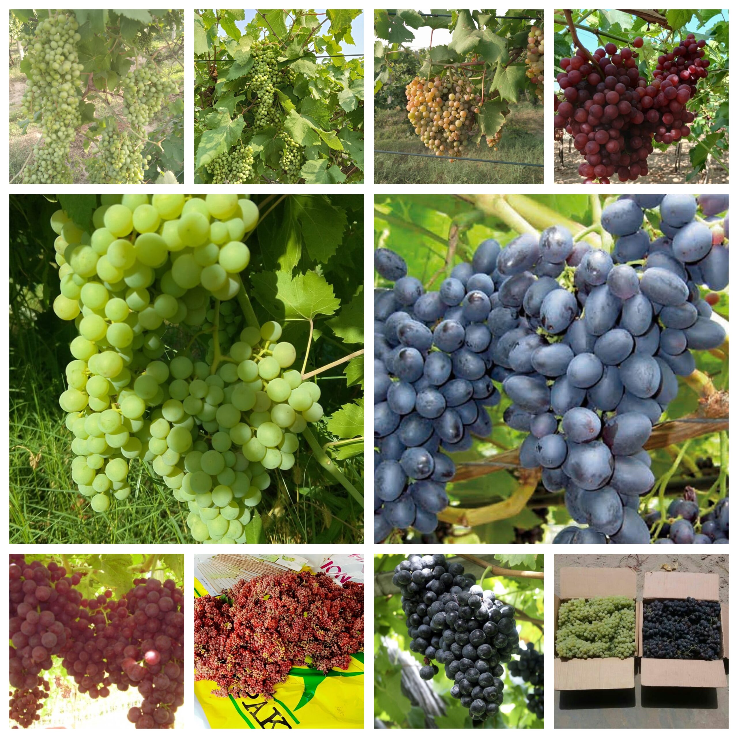 GridArt_20251227_092226578