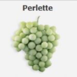 Perlet Grapes (Seedless)