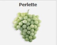 Perlet Grapes (Seedless)