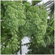 Perlet Grapes (Seedless) - Image 4