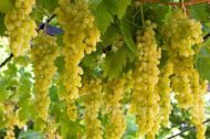 Perlet Grapes (Seedless) - Image 5