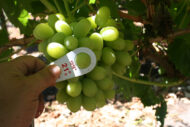 Thompson Grapes - Image 4