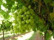 Thompson Grapes - Image 5