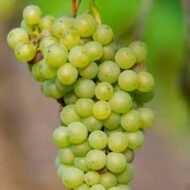 Interlakin Grapes (Seedless) Mango Flavour - Image 3