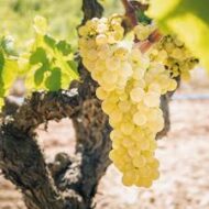 Early White Grapes (Seedless) - Image 2