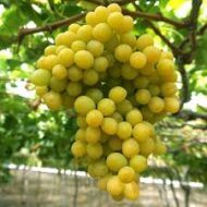 Coton Candy Grapes - Image 2