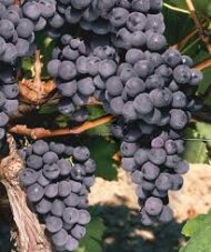 Black Monukka Grapes - Image 2