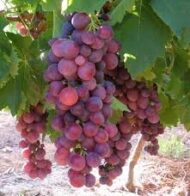 Cardinal Grapes - Image 2