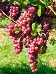 Crimson Grapes - Image 2