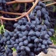 Summer Royal Grapes  (Seedless) - Image 3