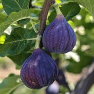 Blue Giant Fig - Image 2