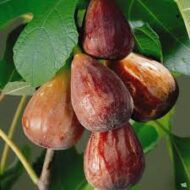 Brown Turkish Fig - Image 2
