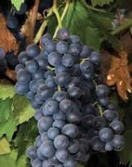 Summer Royal Grapes  (Seedless) - Image 2