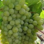 Harold Grapes (Seeded) Mango Flavor