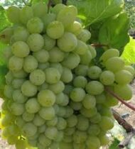 Harold Grapes (Seeded) Mango Flavor