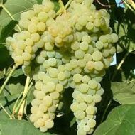Lakemont Grapes (Seedless)