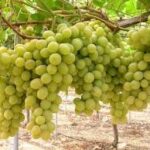 Shugra One Grapes (Seedless)