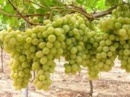 Shugra One Grapes (Seedless)
