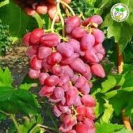 Dibovesky Pink Grapes (Seedless) - Image 2