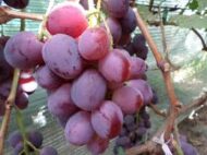 Everest Grapes (Seeded) - Image 2