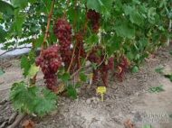 Kishmish Luchisty Grapes (Seeded) - Image 2