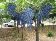 Vitro Black Grapes (Seedless) - Image 2