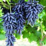 Witch Finger Grapes (Seedless)