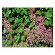 Kishmish Luchisty Grapes (Seeded) - Image 3