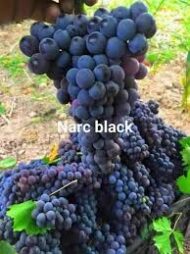 NARC  Black Grapes - Image 3