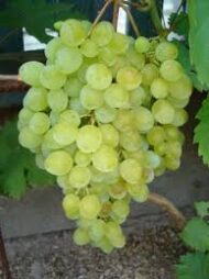 Kishmish Grapes - Image 3