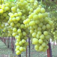 Early White Grapes (Seedless) - Image 4