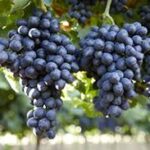 Black  Beauty Grapes (Seedless)