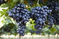 Black  Beauty Grapes (Seedless)