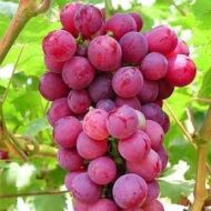 Red Globe Grapes - Image 4