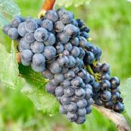 Black Monukka Grapes - Image 4