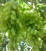Sultana C Grapes (Seedless) - Image 2