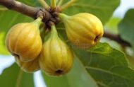 Yellow Spanish Fig - Image 3