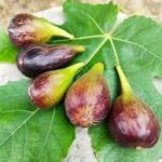 Jerusalem Fig