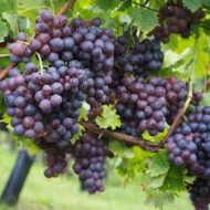 Summer Royal Grapes  (Seedless) - Image 3