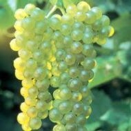 Lakemont Grapes (Seedless) - Image 2