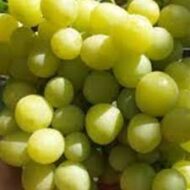 Helena Grapes (Seeded)