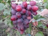 Everest Grapes (Seeded) - Image 3