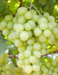 Early White Grapes (Seedless) - Image 3