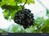 Black  Beauty Grapes (Seedless) - Image 2